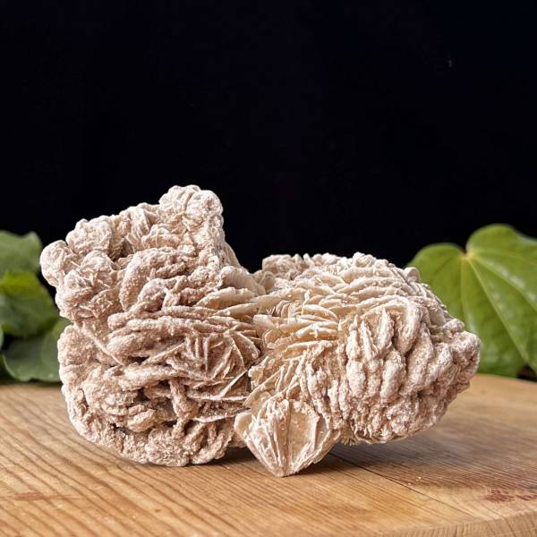 Desert rose