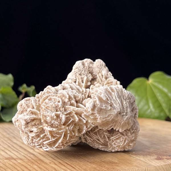 Desert rose - Image 4