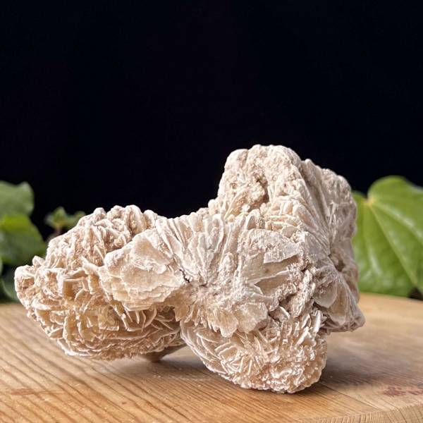 Desert rose - Image 3