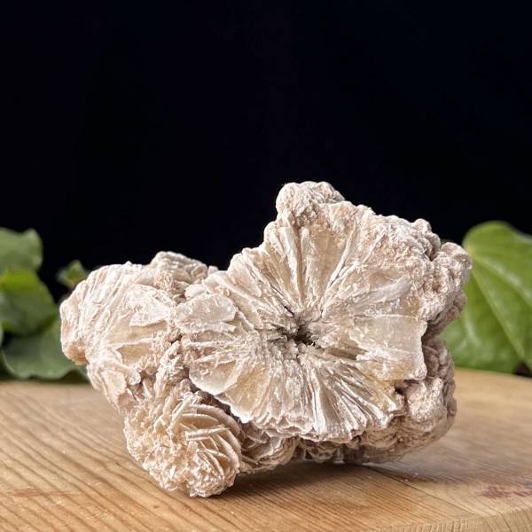 Desert rose - Image 2