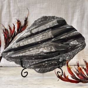 part polished orthoceras fossil and black granite plaque with black metal stand