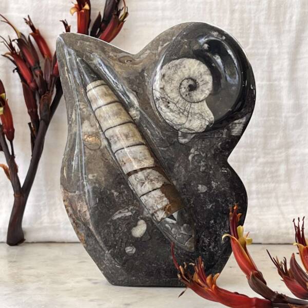 Orthoceras and ammonite