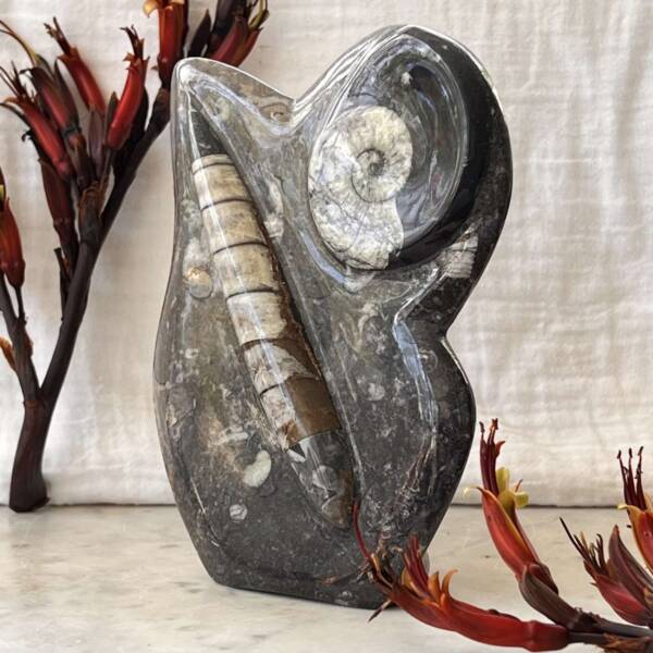 Orthoceras and ammonite - Image 3