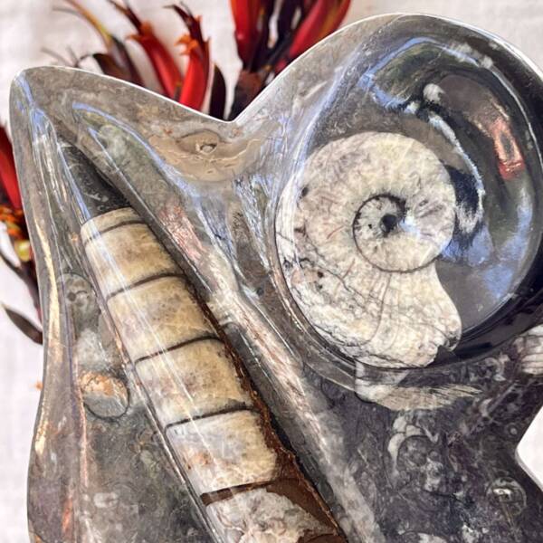 Orthoceras and ammonite - Image 2