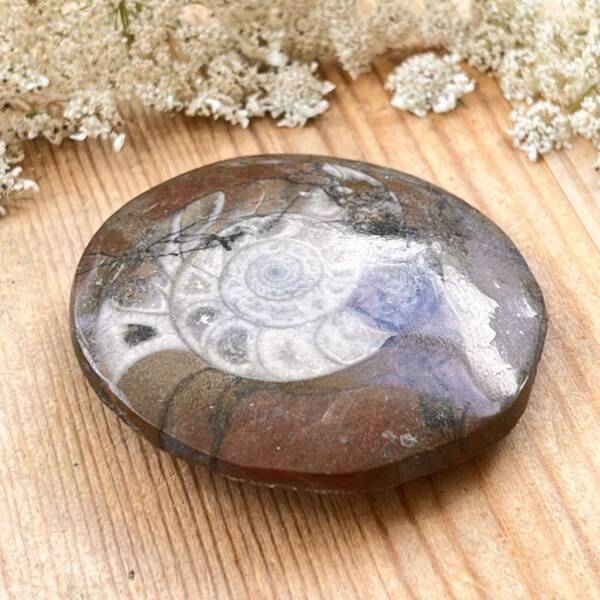 Ammonite - Image 2