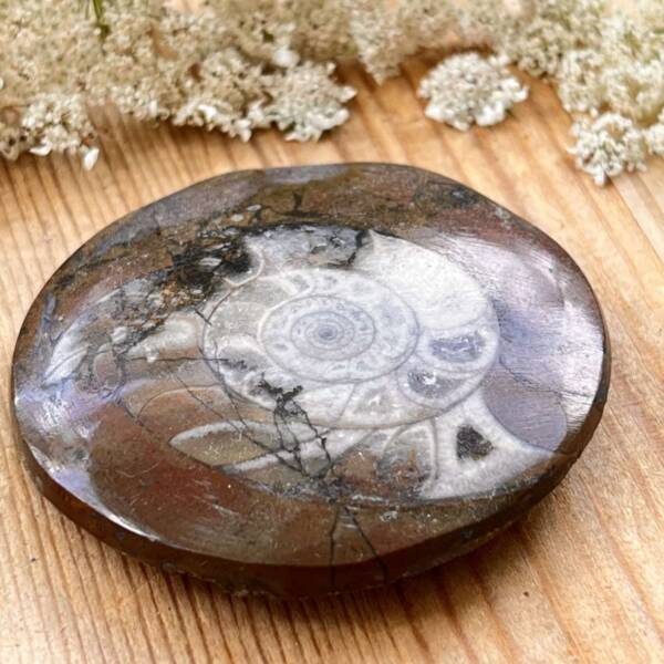 Ammonite - Image 4