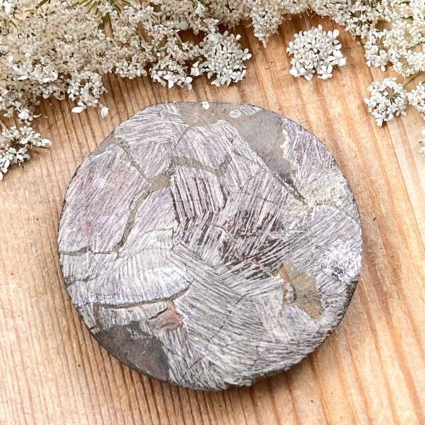 Ammonite - Image 3