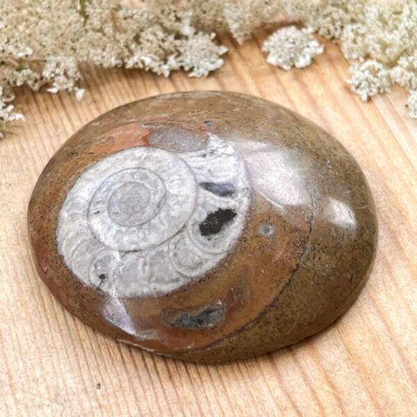 Ammonite - Image 2