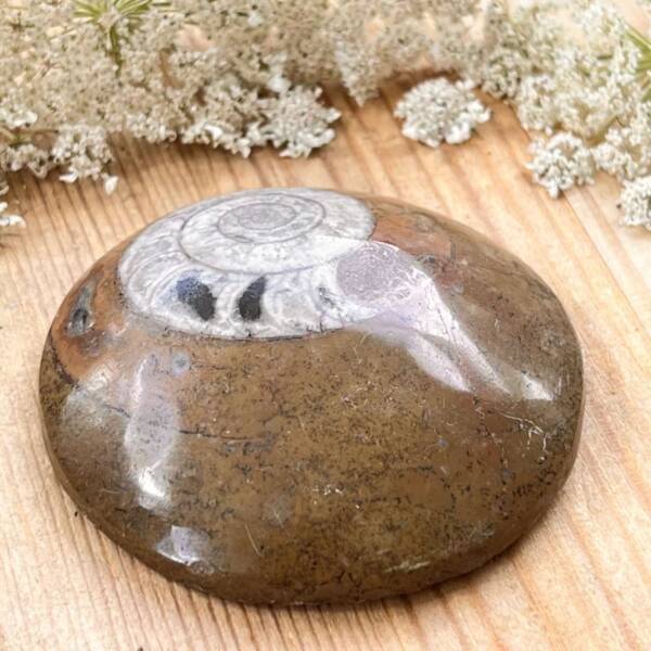 Ammonite - Image 4