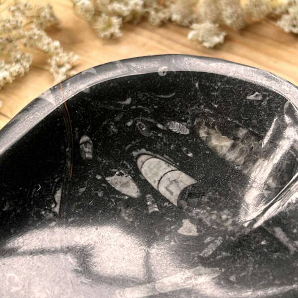 Orthoceras dish - Image 3