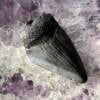 fossilised megalodon tooth
