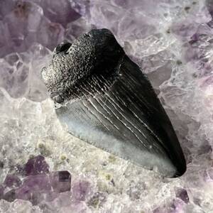 fossilised megalodon tooth