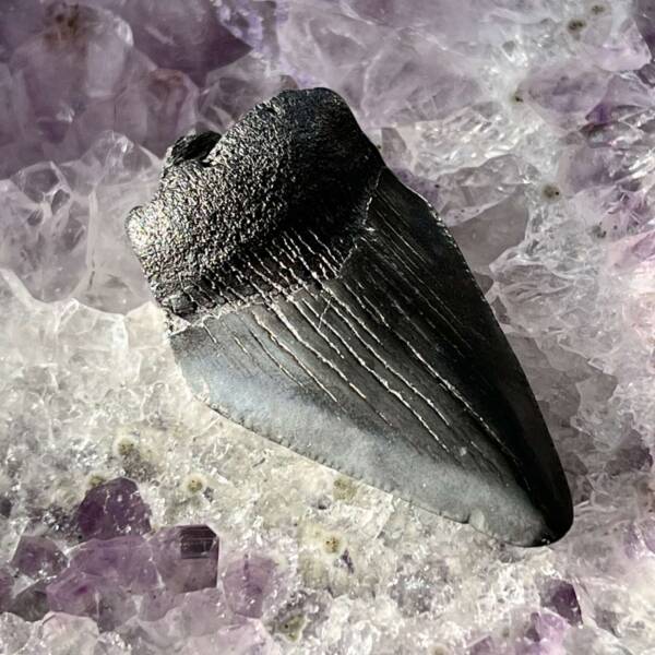 fossilised megalodon tooth