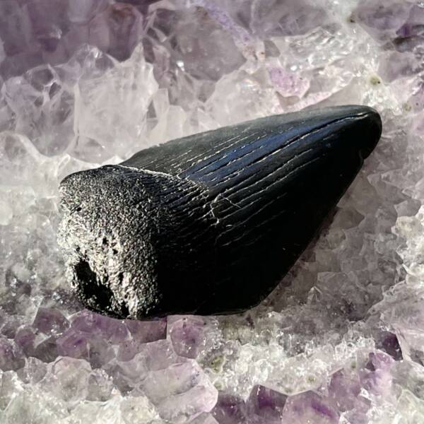 Megalodon tooth - Image 2