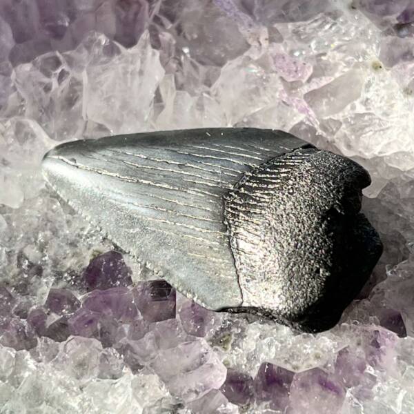 Megalodon tooth - Image 3