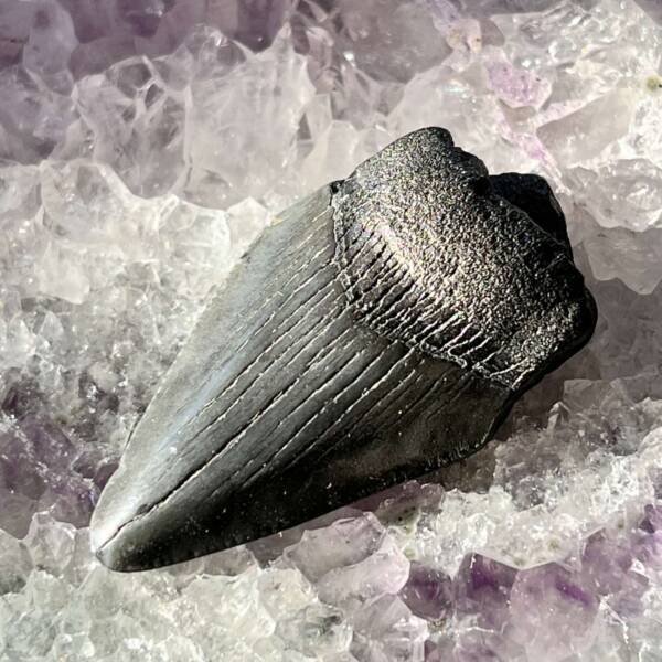 Megalodon tooth - Image 4
