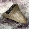 fossilised megalodon tooth mackerel shark