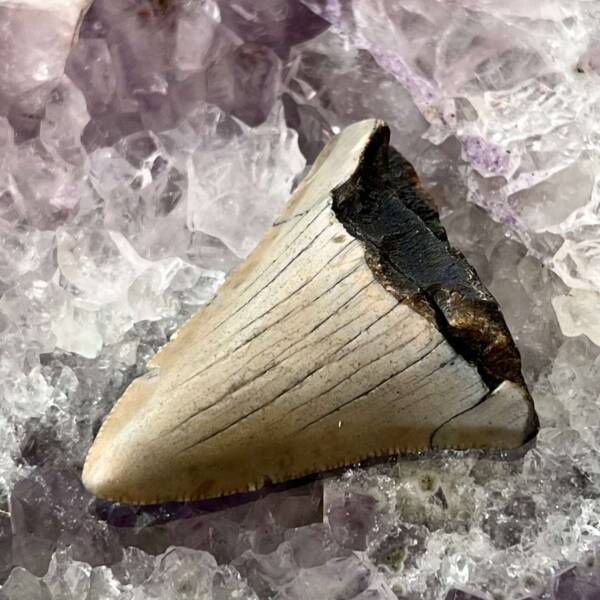Megalodon tooth - Image 2