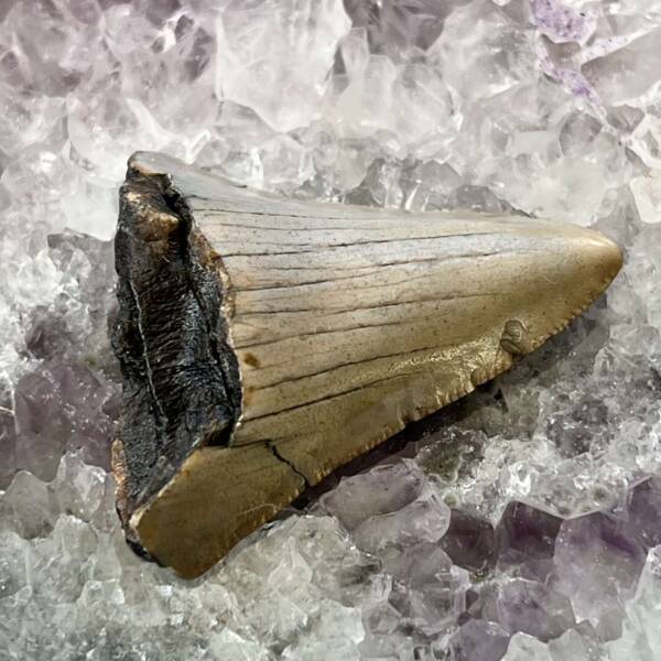 Megalodon tooth - Image 4