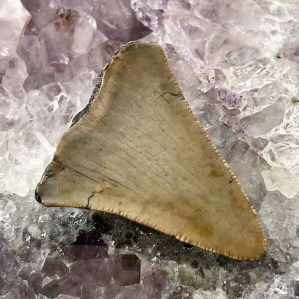 Megalodon tooth - Image 3