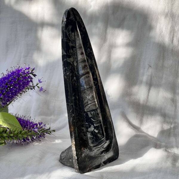 Orthoceras - Image 5