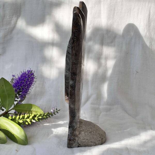 Orthoceras and ammonite - Image 3