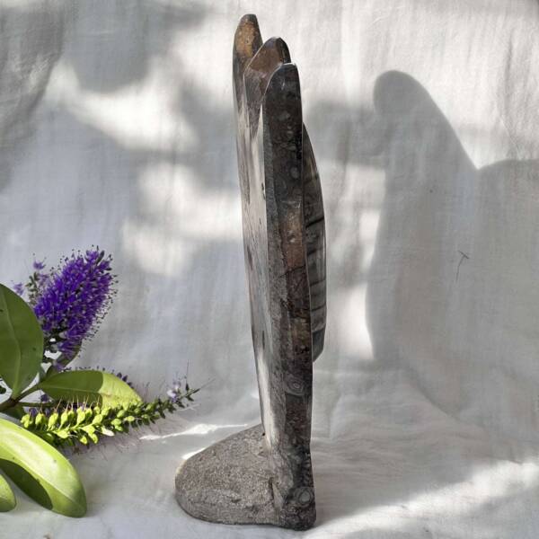Orthoceras and ammonite - Image 5
