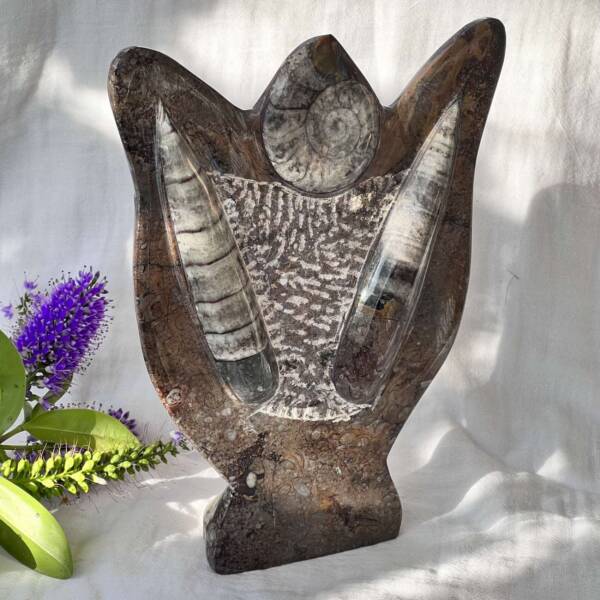 Orthoceras and ammonite - Image 6