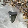 megalodon tooth fossil miocene pliocene