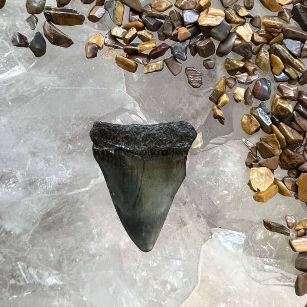 megalodon tooth