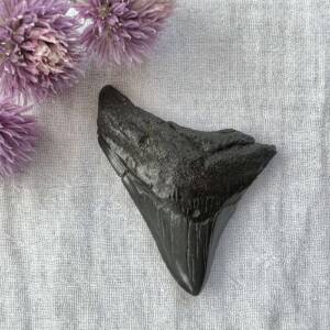 megalodon tooth fossil turned to stone otodus species