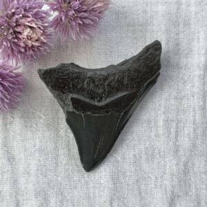 megalodon tooth fossil