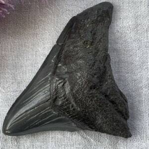 megalodon tooth fossil