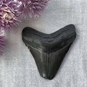 megalodon tooth fossil