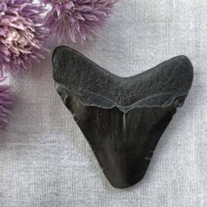 megalodon tooth fossil