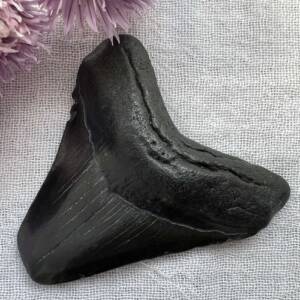 megalodon tooth fossil