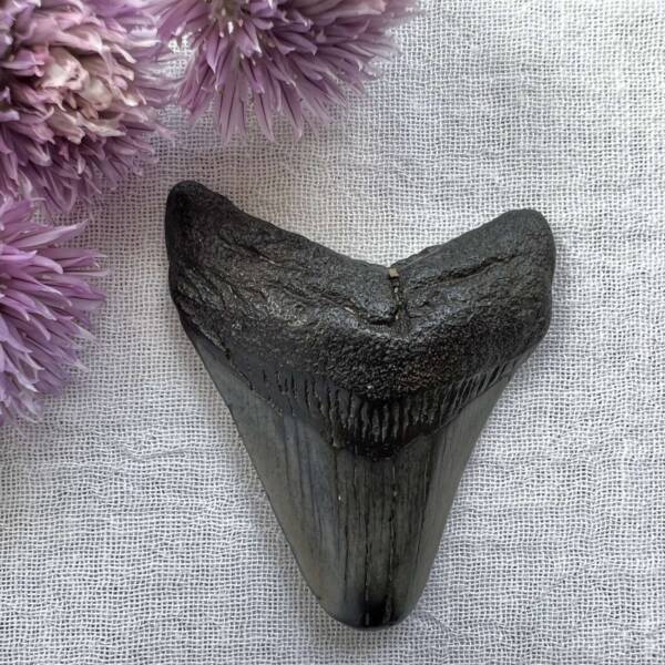 megalodon tooth fossil