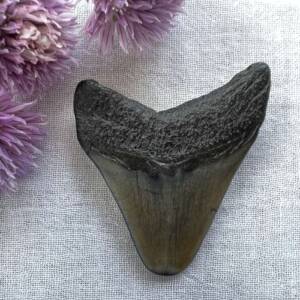 megalodon tooth fossil
