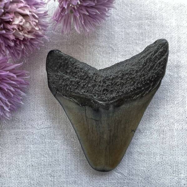 megalodon tooth fossil