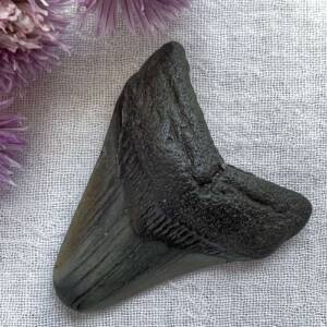 megalodon tooth fossil