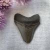 megalodon tooth fossil