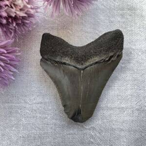 megalodon tooth fossil