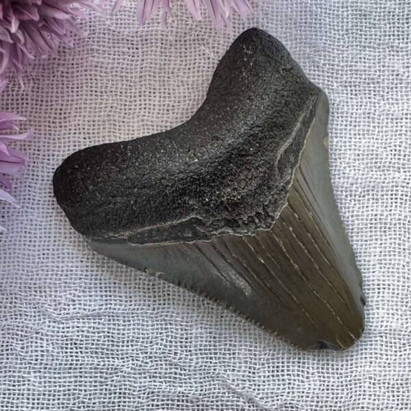 megalodon tooth fossil