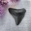 megalodon tooth fossil