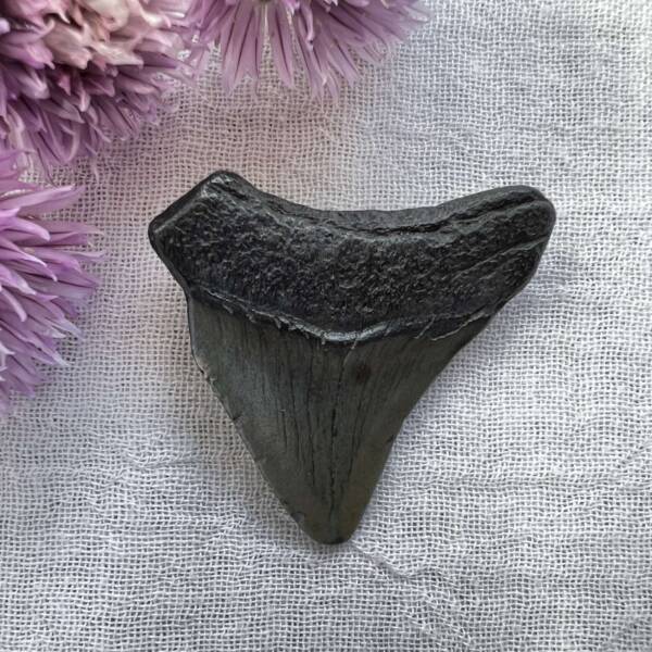 megalodon tooth fossil