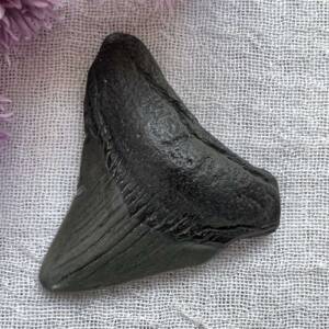 megalodon tooth fossil