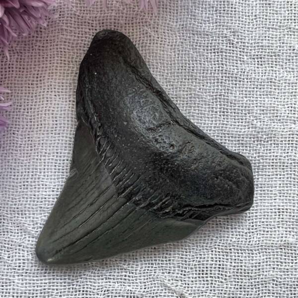 megalodon tooth fossil