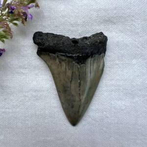 megalodon tooth ancient fossil NZ crystal shop