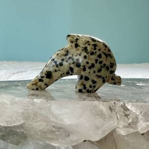 dalmatian jasper dolphin