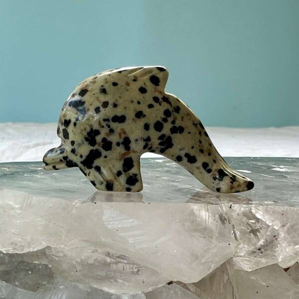 dalmatian jasper dolphin